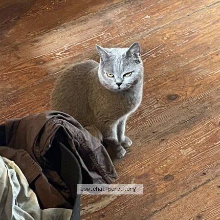 Foto 1/1 Gucci Kat vermist in Bruxelles