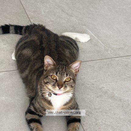 Foto einer wiedergefundenen Katze in Aix En Provence