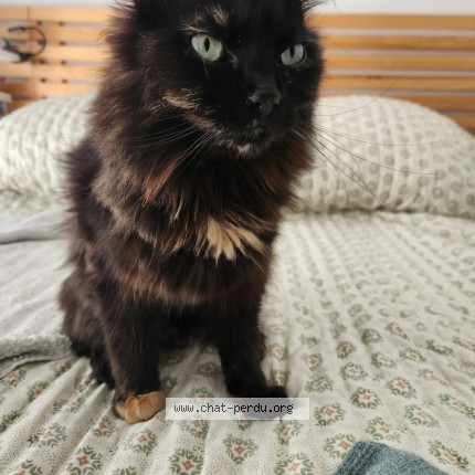Photo of a cat found in Martigues