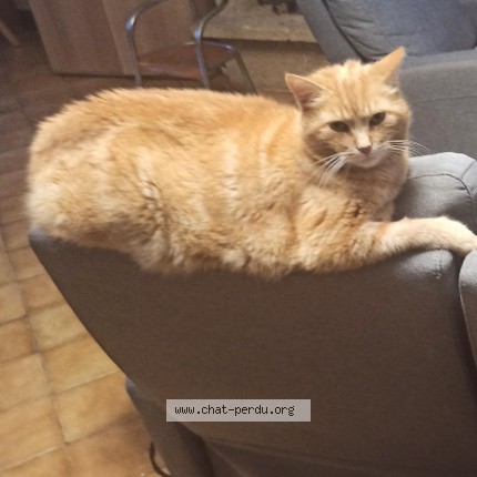 Photo of a cat found in La Creche