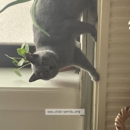 Foto 1/1 Gucci Kat vermist in Schaerbeek