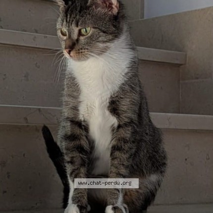 Photo of a cat found in Veneux Les Sablons