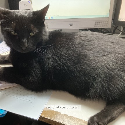 Photo of a cat found in Longpont Sur Orge