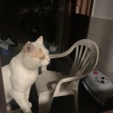 mika