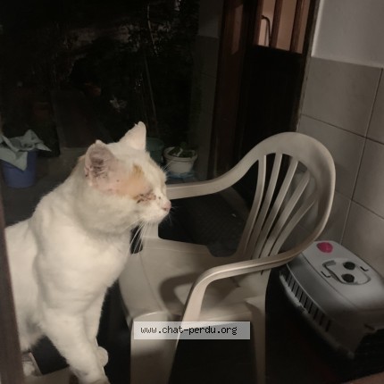 Foto 1/1 mika Kat vermist in Schaerbeek