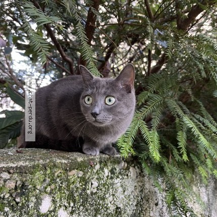 Photo of a cat found in Lyon