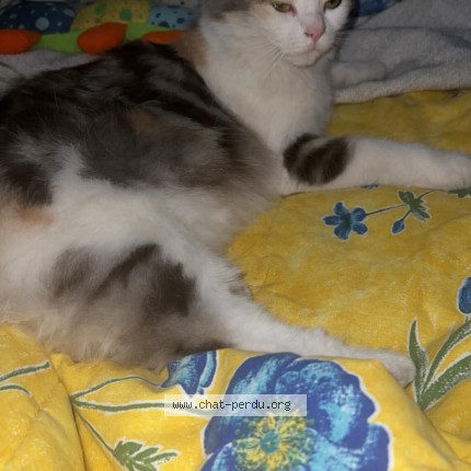 Photo of a cat found in Soissons