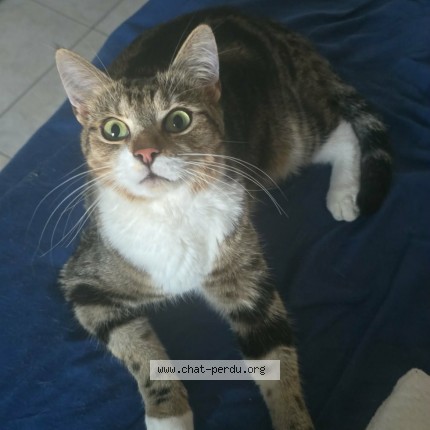 Foto van vermiste kat in Marcinelle