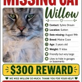Willo