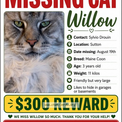 Photo 1/1 Willo Cat lost in Sutton