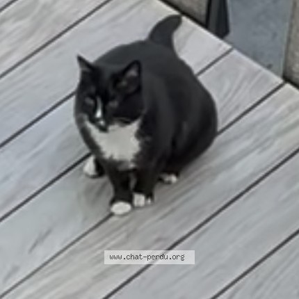 Foto 1/1 Myrtille Kat vermist in Antwerpen
