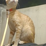 bBablu