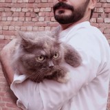 My cat name is mano