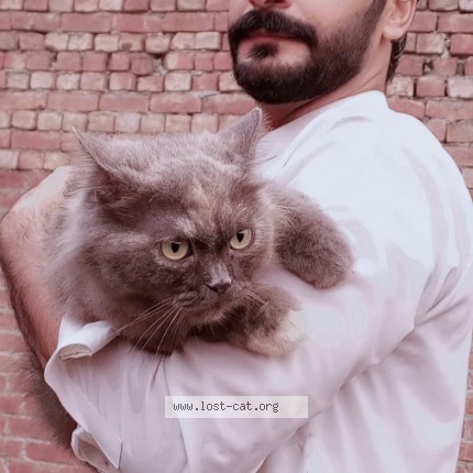 Picture of cat lost at Gujranwala
