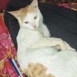 bantya