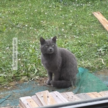 Photo of a cat found in Estissac