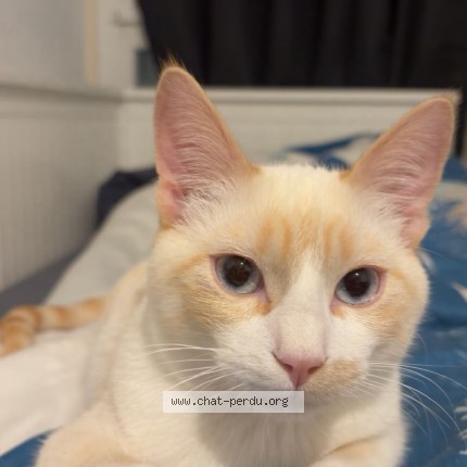 Photo of a cat found in Meyrin