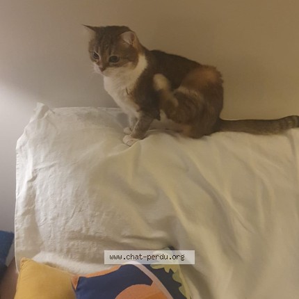 Photo of a cat found in Toulouse
