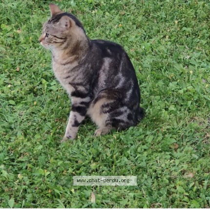 Photo of a cat found in Besse Sur Issole