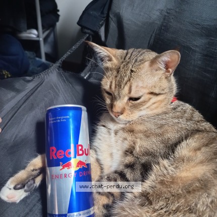 Photo of a cat found in Civray