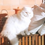 Tom
