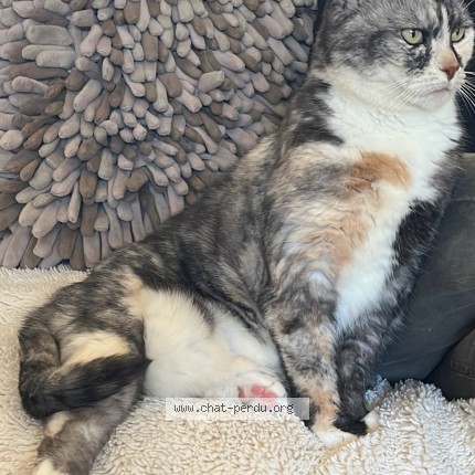 Photo of a cat found in Vertou