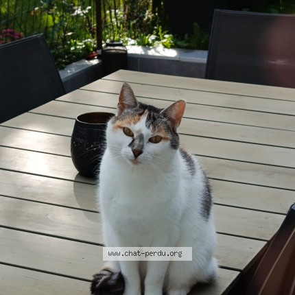 Foto 1/1 saka Kat vermist in Grivegnee
