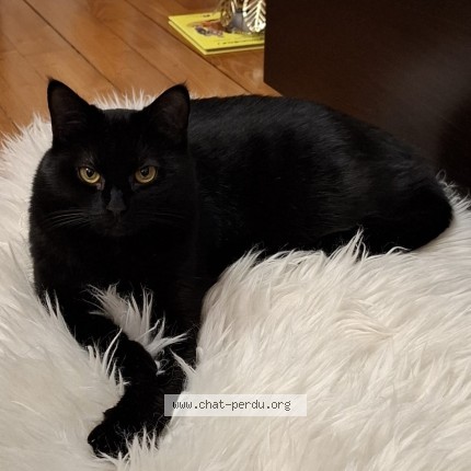 Photo of a cat found in Saint Malo