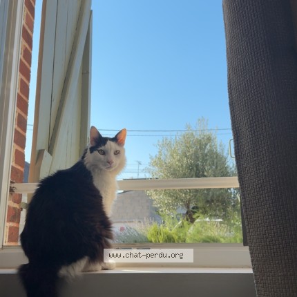 Photo of a cat found in Troyes