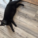 Blacky
