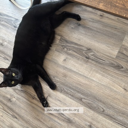 Photo of a cat found in Quebec City