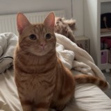 simba