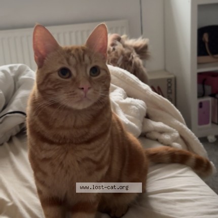 Photo 1/1 simba Cat lost in Manchester