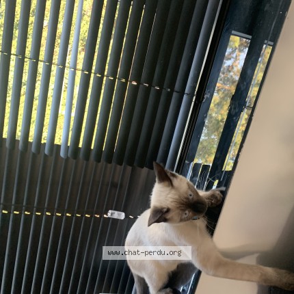 Foto 1/1 simba Kat vermist in Haaltert