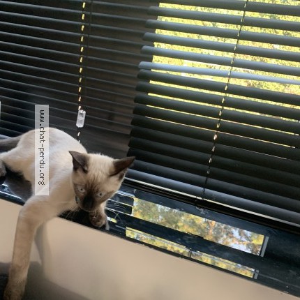 Foto 1/1 simba Kat vermist in Haaltert