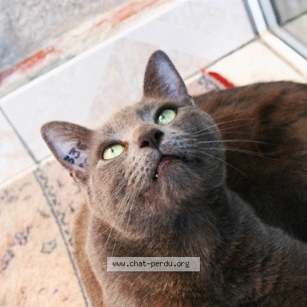 Photo of a cat found in Graulhet