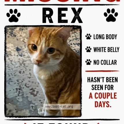 Photo 1/1 Rex Cat lost in Columbus