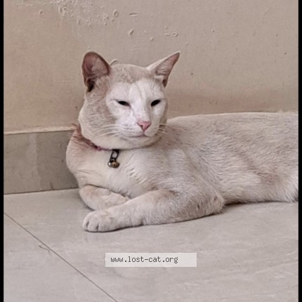 Photo 1/1 Snowy Cat lost in Bhayander