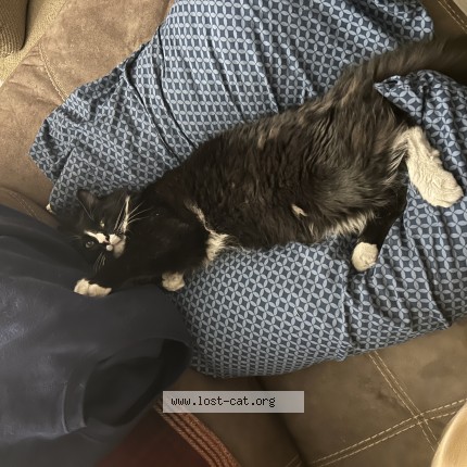 Photo 1/1 Socks Cat lost in Las Vegas