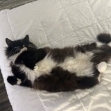 oreo