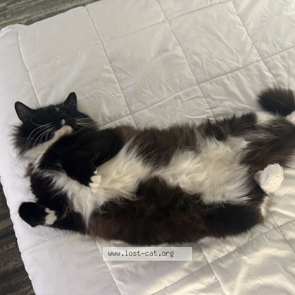 Picture of cat lost at Jacksonville