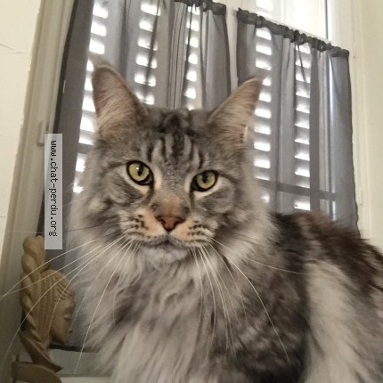 Photo of a cat found in Orsonnette