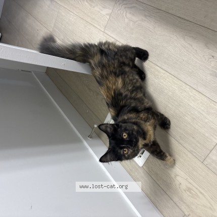 Photo of a cat found in Edmonton