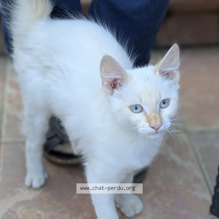 Photo of a cat found in L Herbergement