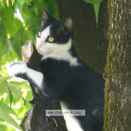 Photo of a cat found in Grenoble