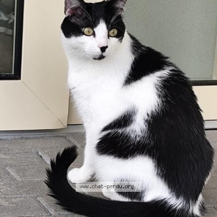 Photo of a cat found in Lechelles