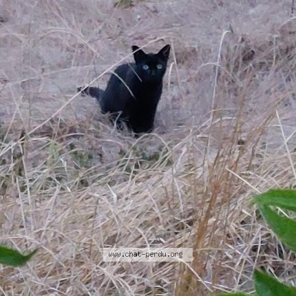 Photo of a cat found in La Faurie