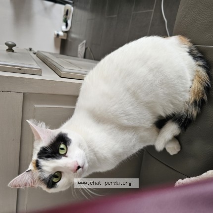 Photo of a cat found in Reynies