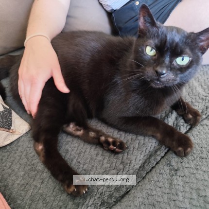 Photo of a cat found in Villeneuve D Ascq