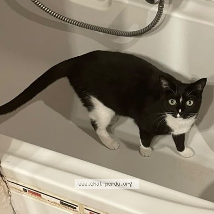 Photo of a cat found in Chambery